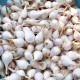 Giá hành, tỏi Lý Sơn tăng mạnh