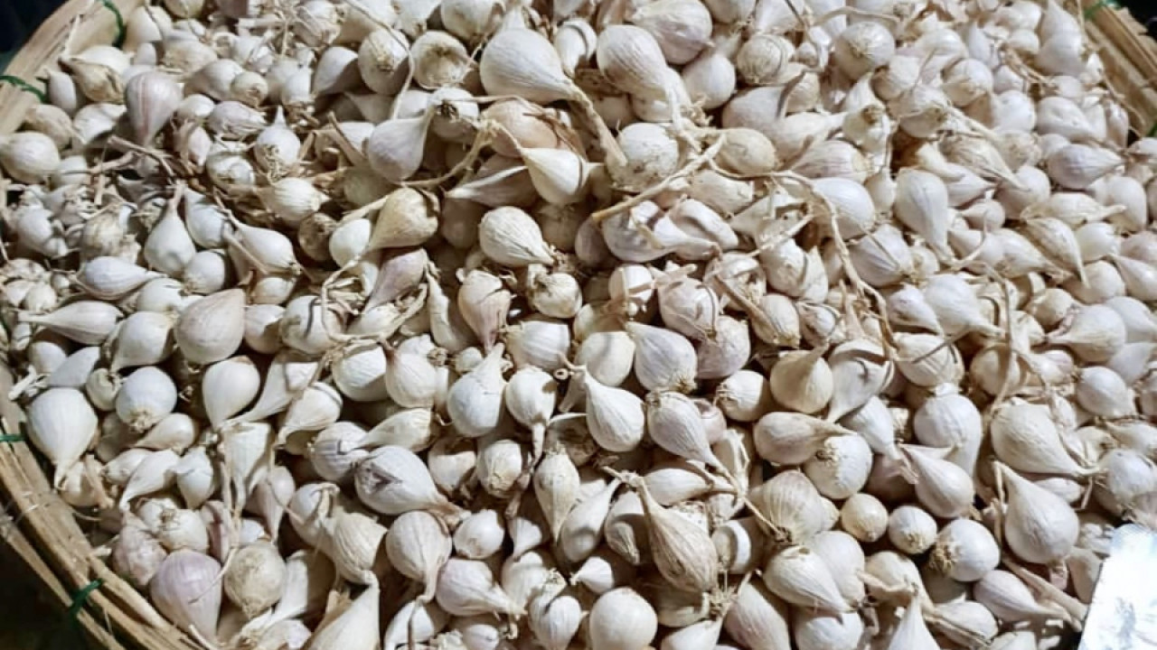 Cách mua đúng Tỏi Cô Đơn Lý Sơn không bị hớ
